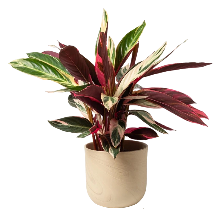 Calathea Triostar