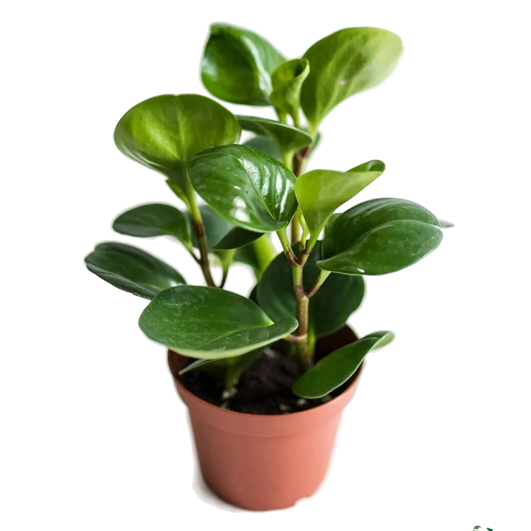 Cucharita (Peperomia obtusifolia)