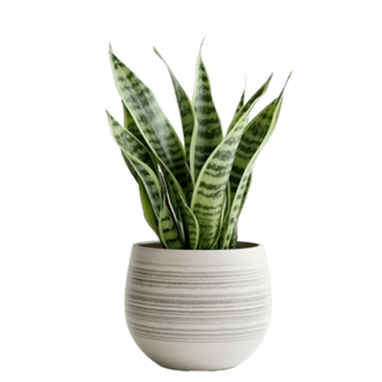Lengua de suegra (Sansevieria trifasciata)