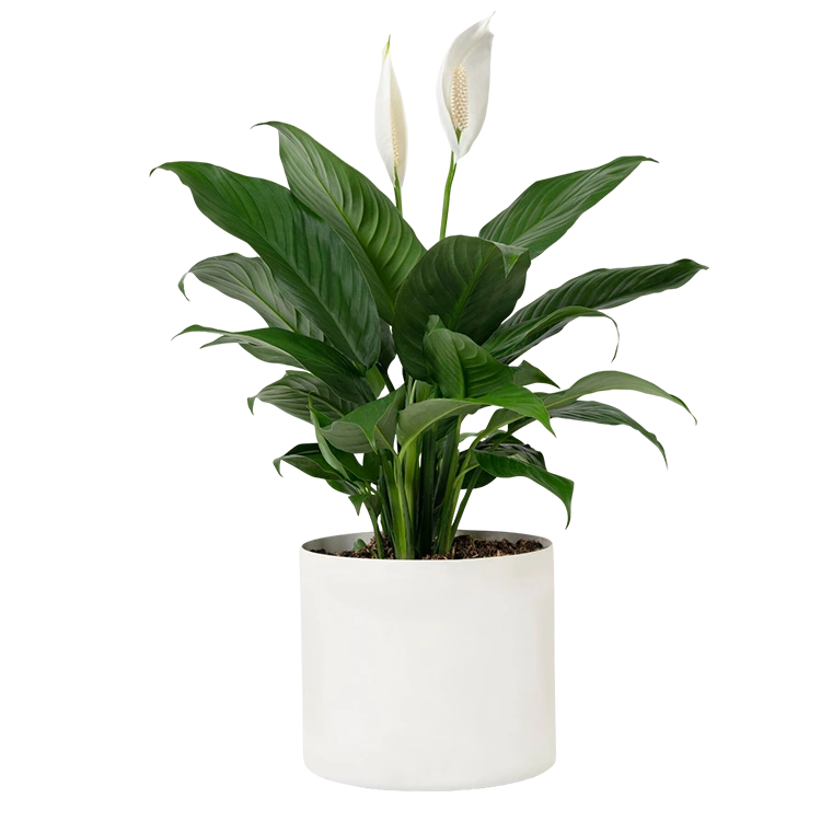 Lirio de Paz (Spathiphyllum)