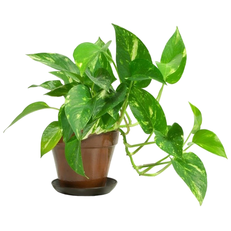 Pothos (Epipremnum aureum)