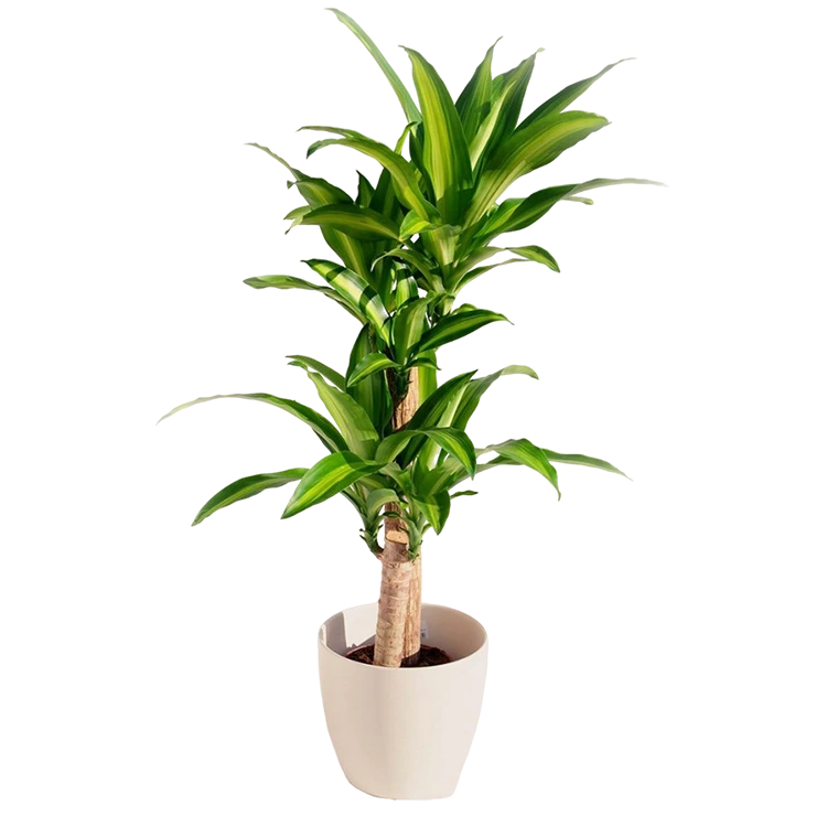 Tronco de Brasil (Dracaena fragrans)
