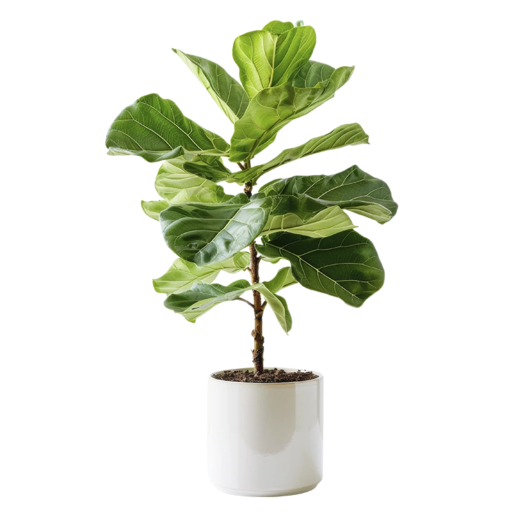 Ficus Pandurata