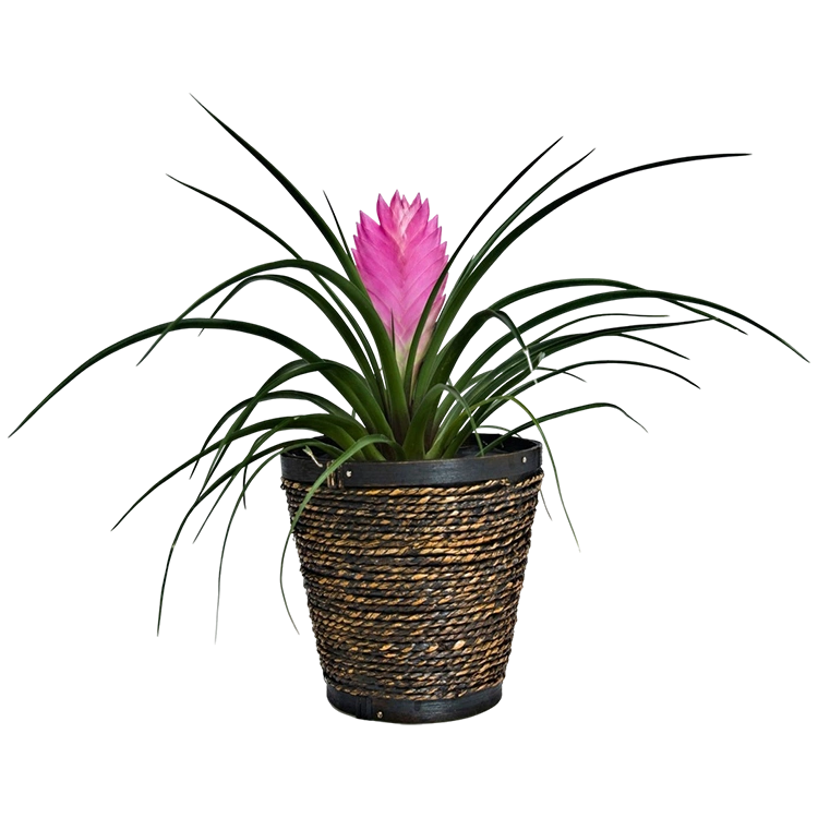 Bromelia Tillandsia