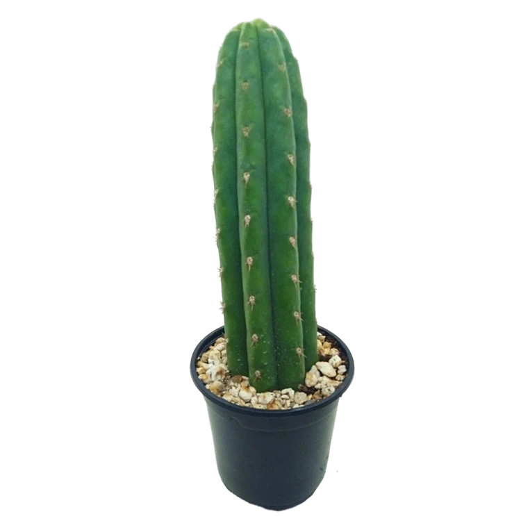 Cactus Liso
