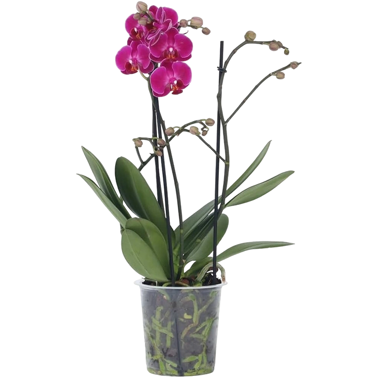 Orquídea Phalaenopsis