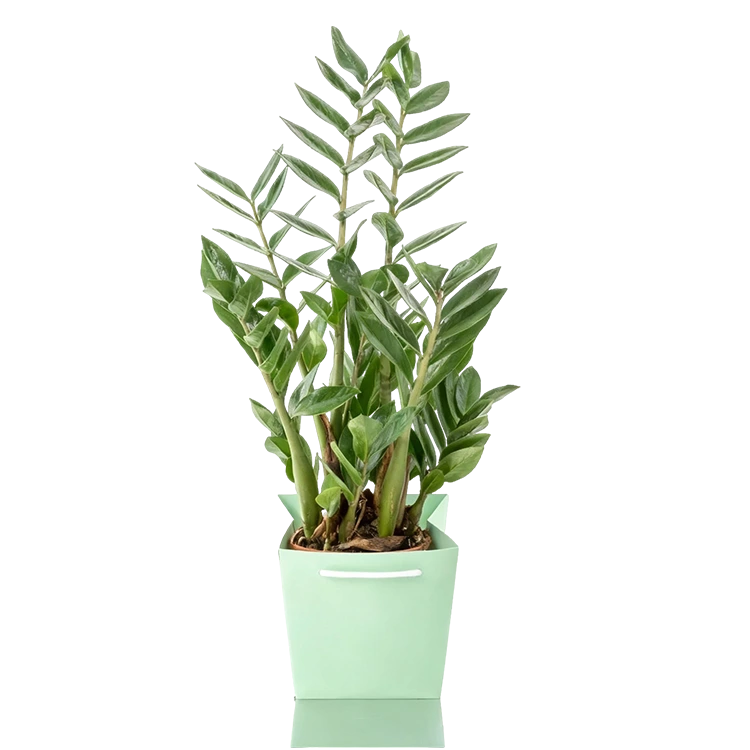 Zamioculca (Zamioculcas zamiifolia)
