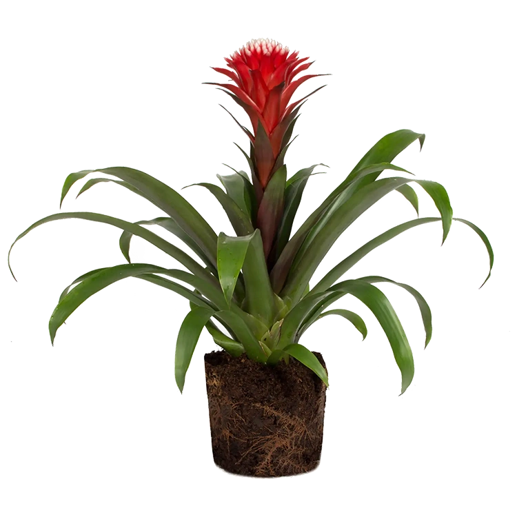 Bromelia Guzmania