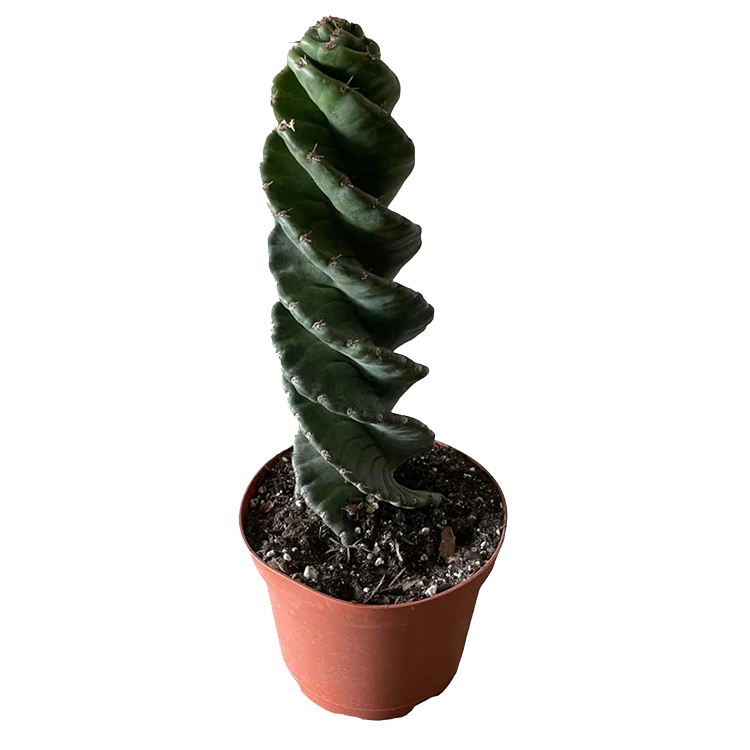 Cactus Tornillo
